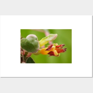 Fuchsia procumbens  'Wirral'  Also known as 'Variegata' and 'Argentea' Posters and Art